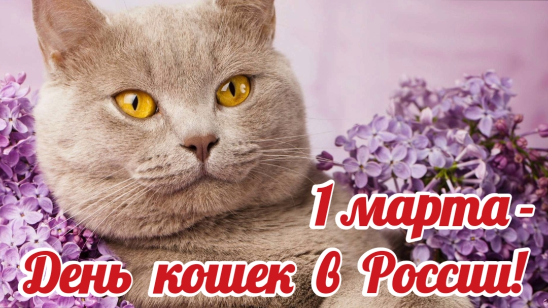 День кошек. 1 марта день кошек. Кошки. смотреть онлайн