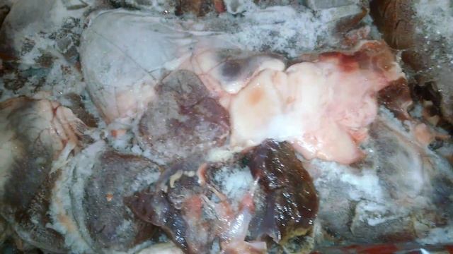 Отличная еда для отличников боевой подготовки из категории Мейн кунов Отличная еда для Мейн кунов смотреть онлайн