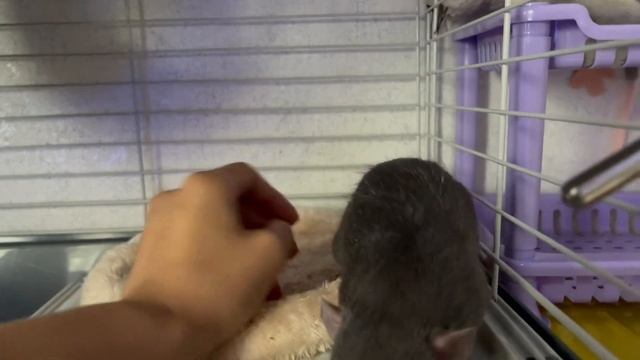 День с крысами ? смотреть онлайн