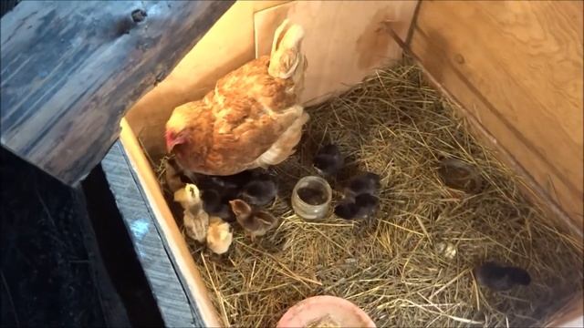 Моя жизнь в ДЕРЕВНЕ. РЕГИОН 60. ЦЫПЛЯТА Праздник червяка.. смотреть онлайн