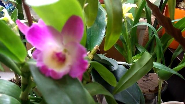 Цветение Дендробиума . смотреть онлайн