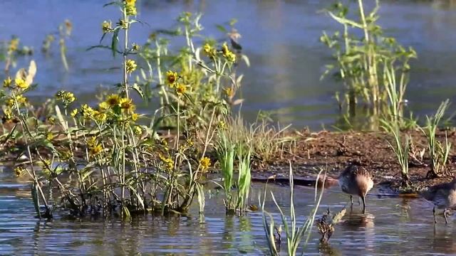 Чернозобики на пролете. Calidris alpina. Птицы Беларуси. смотреть онлайн