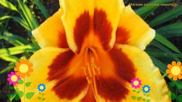 Лилейник гибридный Блэк Айд Сюзан. Краткий обзор, описание hemerocallis Black Eyed Susan смотреть онлайн