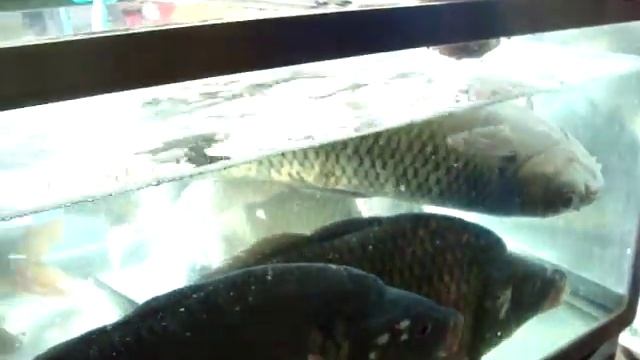 Как рыба прудовых хозяйств идет на рынок смотреть онлайн