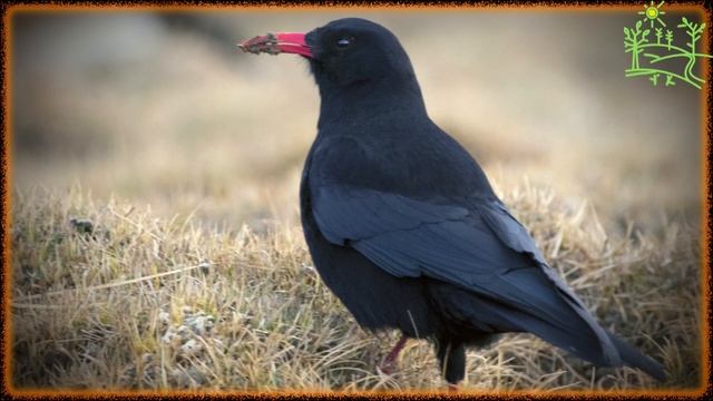 Голоса птиц Как поёт Клушица (Pyrrhocorax pyrrhocorax).mp4 смотреть онлайн