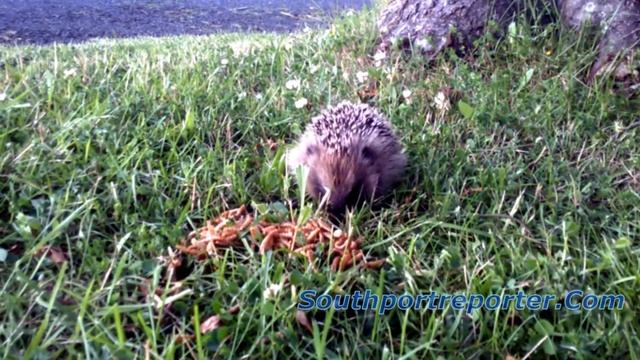 Hedgehog - Erinaceus Europaeus смотреть онлайн