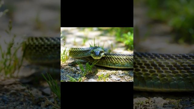 Полоз островной