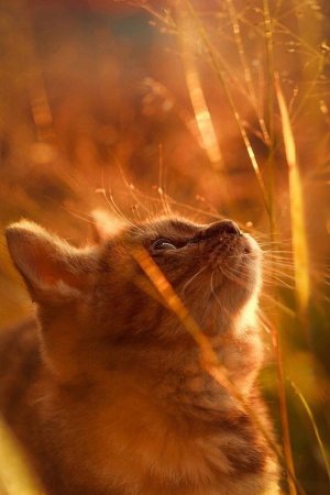 Добрый вечер ! Желаю доброго вечера! Открытка с добрым вечером!