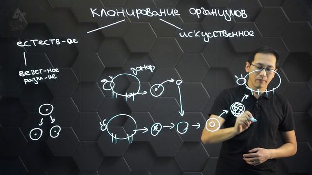 Способы клонирования организмов. 11 класс. смотреть онлайн
