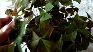 Кислица оксалис Правильный уход