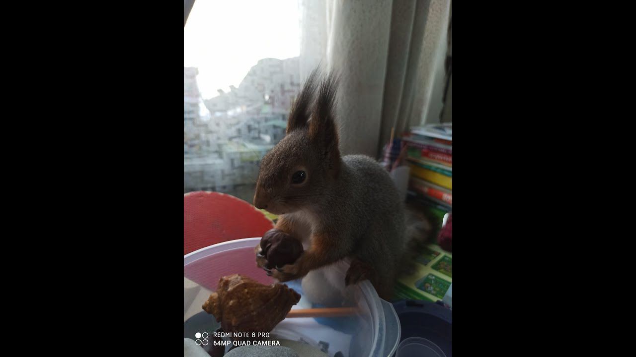 Белка переехала на новое место. Сбор мха, веток для белки. Утки гуляют парами. Весенний поход смотреть онлайн