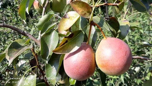 Экологический сад или можно ли обойтись без обработок смотреть онлайн