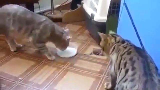 Самые культурные коты в мире )))