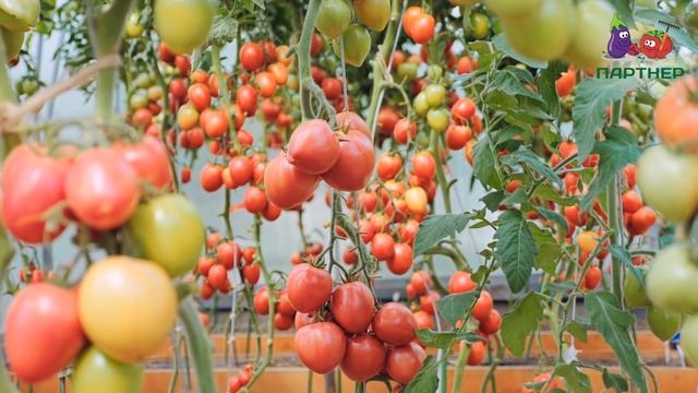 ПУШИСТЫЕ ПОМИДОРЫ - АЛГОЛЬ F1 смотреть онлайн