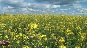 О позднем сроке посева рапса