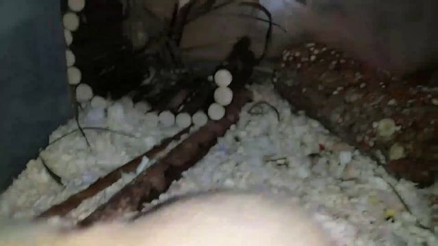 Спортивная тренировка от Сирийских и Джунгарских Хомяков смотреть онлайн