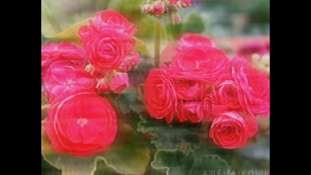 "Среди забот и суеты, Дарите Женщинам ЦВЕТЫ!" ? (Андрей Дементьев) смотреть онлайн