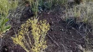 Южный Урал. Пешее путешествие в паляющую степь