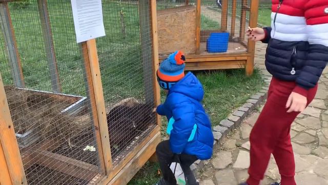 Поехали в Зоопарк 🐾🐶 КТО живет в Зоопарке? смотреть онлайн