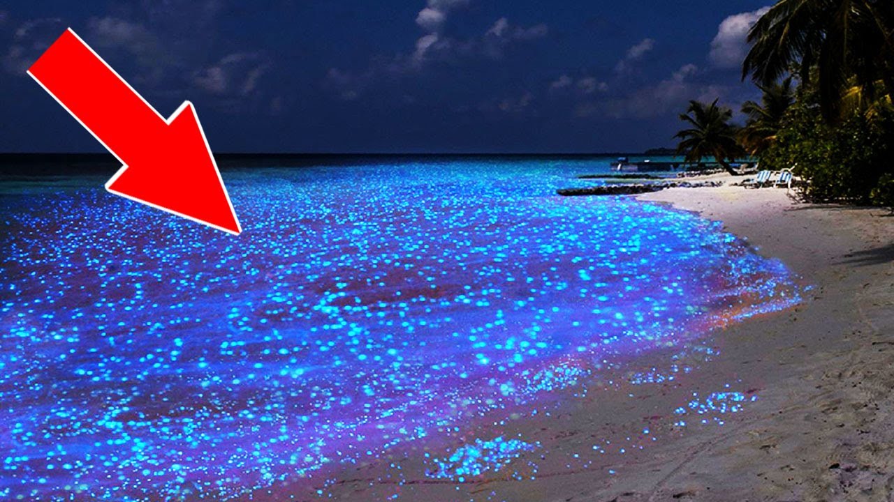 Реальный светящийся пляж. смотреть онлайн