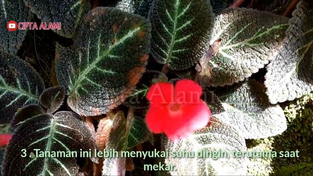 INILAH Rahasia!! Cara Menanam Dan Merawat Bunga Episcia Cupreata (Flame Violet) Bagi Pemula.