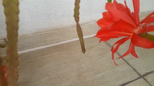 Эпифиллум (лат. Epiphyllum ) / Atlas Çiçeği / Филокактус смотреть онлайн