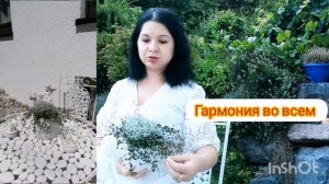 Калоцефалус - серебряный КОРАЛЛ. МЮЛЕНБЕКИЯ. Уход и содержание. #влог #мотивация #комнатныерастения