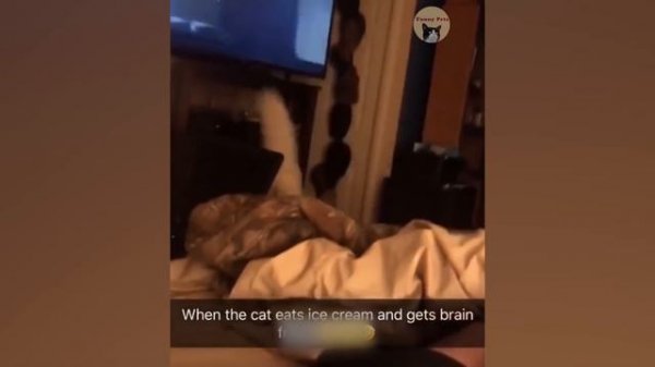 Life Funny Pets - Angry Funny Cats | Funny Cat Reaction Videos