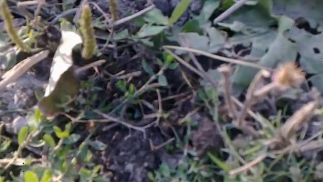 Крот - Mole (Talpidae) / (Talpa europaea) смотреть онлайн