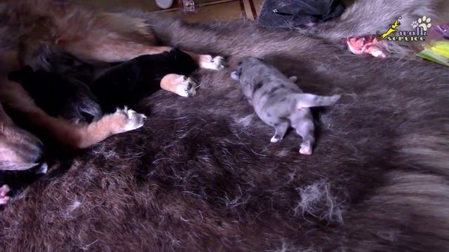 Дети о собаках смотреть онлайн