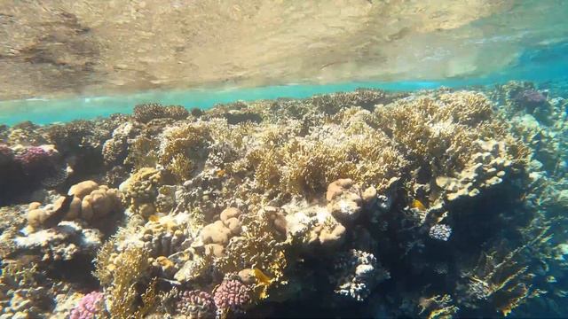 Египет - Шарм-эль-Шейх | DOMINA CORAL BAY | Красное море | ОБЗОР ПЛЯЖА И РИФА | Осторожно крылатки! смотреть онлайн