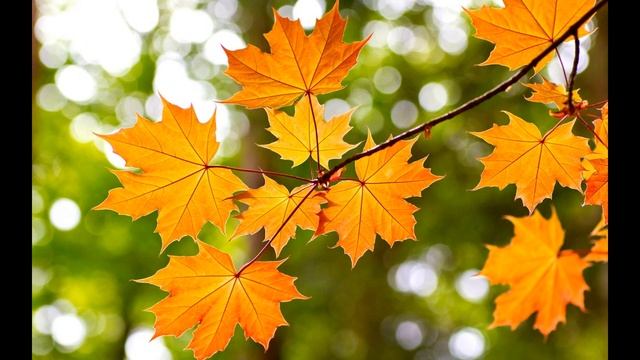 к уроку осенние листья смотреть онлайн