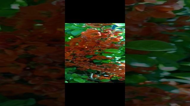 АЙВА ЯПОНСКАЯ ЦВЕТЕТ Хеномелес в цвету - Буйство красок! смотреть онлайн