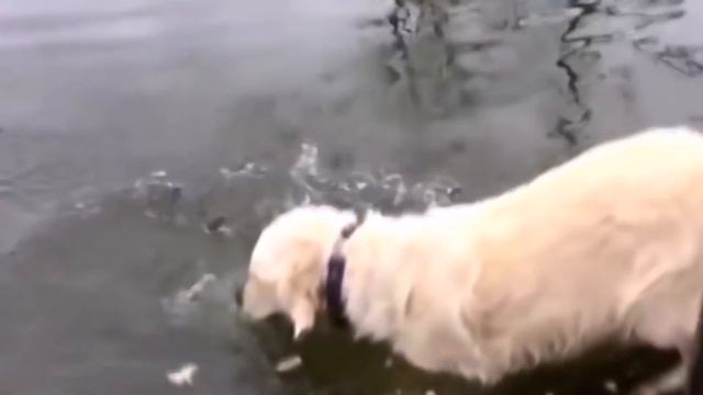 Четвероногий Рыбак. смотреть онлайн