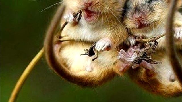 ЦИТАТЫ МАРИНЫ ЦВЕТАЕВОЙ смотреть онлайн