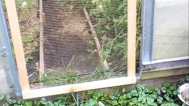 Антивандальная защита теплицы от домашних животных. смотреть онлайн