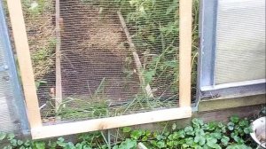 Антивандальная защита теплицы от домашних животных.