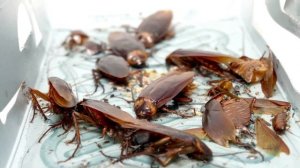 ТАРАКАНЫ В КВАРТИРЕ | КАК ИЗБАВИТЬСЯ ОТ ТАРАКАНОВ  | КАК ПОЯВЛЯЮТСЯ ТАРАКАНЫ