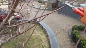 Абрикос. ОБРЕЗКА АБРИКОСА. Как обрезать сохраняя урожай