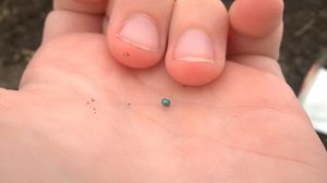 9апреля посев капусты на рассаду в теплице