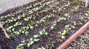 Важная и доступная подкормка редиса для формирования сочного корнеплода.Обзор редиса .