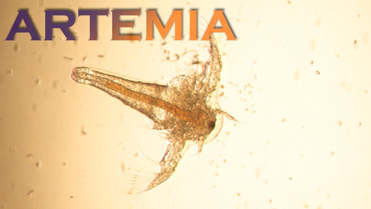 Аквариум для начинающих Корм для мальков Чем кормить мальков рыб Артемия смотреть онлайн