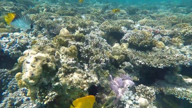 Коралловый риф 2 - Египет 2019 смотреть онлайн