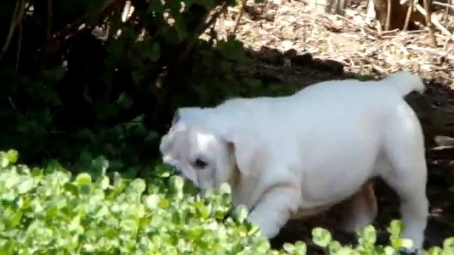 Белые девочки английского бульдога от Гая и Чоко. смотреть онлайн