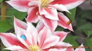 Клематис крупноцветковый Андромеда (andromeda) ? обзор: как сажать, саженцы клематиса Андромеда