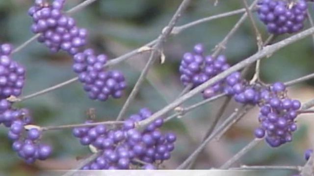 Callicarpa bodinieri Beauty berry смотреть онлайн