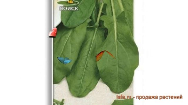 Щавель обыкновенный Широколистный (shirokolistnyy) ? обзор: как сажать, семена щавеля Широколистный смотреть онлайн