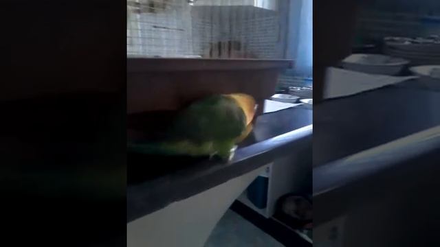 Неразлучник фишера играет с резинкой смотреть онлайн