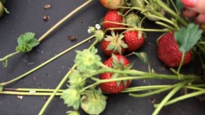 Полка- сорт садовой земляники ( клубники) проверенный годами.