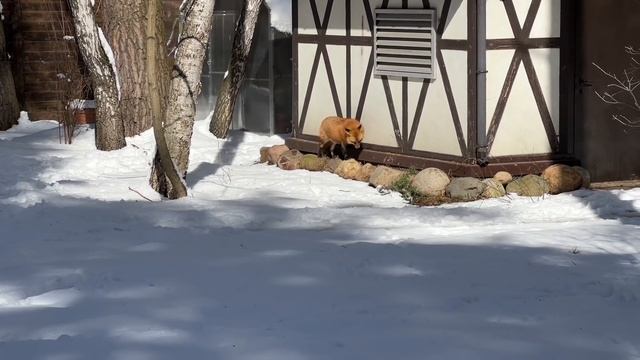 Алиса - лиса. В поисках места для дзена смотреть онлайн